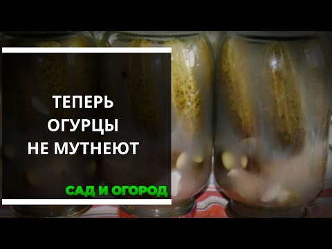 Видео: У меня часто мутнели огурцы, теперь знаю, как этого избежать