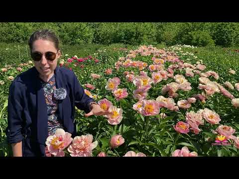 Видео: Персиково-розовый пион TRIPHENA PARKIN / Сад Ворошиловой