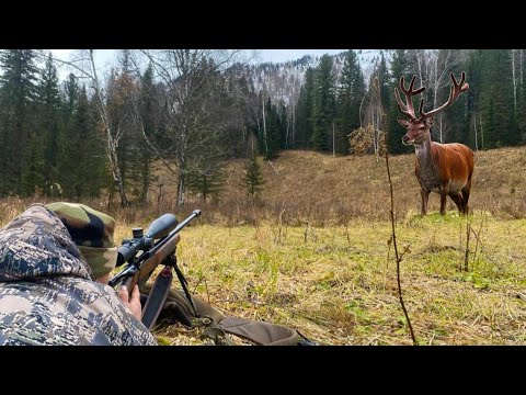 Видео: ОХОТА НА МАРАЛА И СИБИРСКУЮ КОСУЛЮ В ГОРАХ АЛТАЯ. Часть 2. База Затерянный КуМир