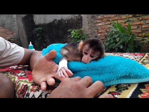Видео: МЕНЯЮ ПОВЯЗКИ НА РУКАХ! ЛИ, ПРЕКРАСНАЯ ОБЕЗЬЯНА
