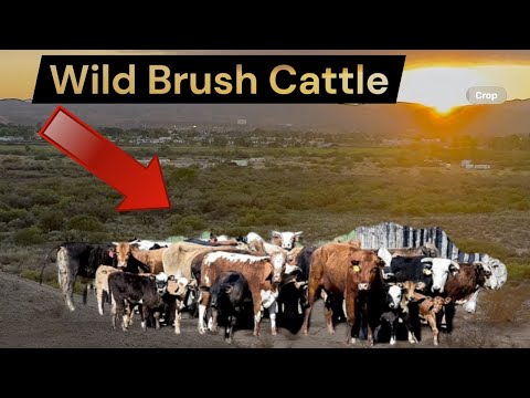 Видео: Ловля дикого скота в густых зарослях!!!