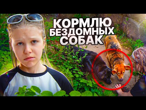 Видео: ВИКА КОРМИТ БЕЗДОМНЫХ СОБАК / Влог с озеро Шира  / Дорога и рум тур
