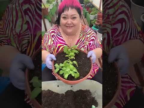 Видео: купили рассаду петуний и что делать часть 2