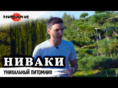 Видео: Ниваки // Золотое дерево или как продать сосну за 14 миллионов?! // История Евгения Олейника