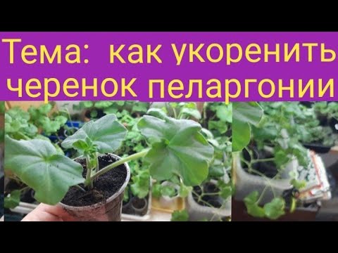 Видео: Как укоренить черенки пеларгонии плющелистной/пошаговое видео как я сажаю черенки/февраль2022г/