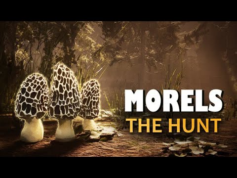 Видео: Знакомимся с Morels: The Hunt Симулятор грибника
