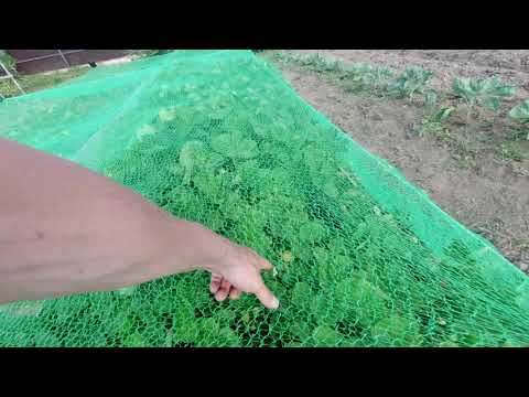 Видео: защитить клубнику от птиц