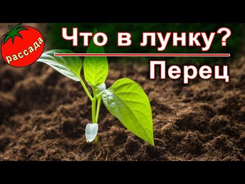 Видео: ЧТО КЛАСТЬ В ЛУНКУ ДЛЯ ПЕРЦА