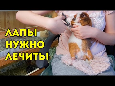 Видео: СЛУЧИЛАСЬ НЕПРИЯТНОСТЬ. ОТСТРИГЛА ЛИШНЕЕ. Уход ЗА ЛАПАМИ МОРСКИХ СВИНОК, СТРИЖКА КОГТЕЙ SvinkiShow