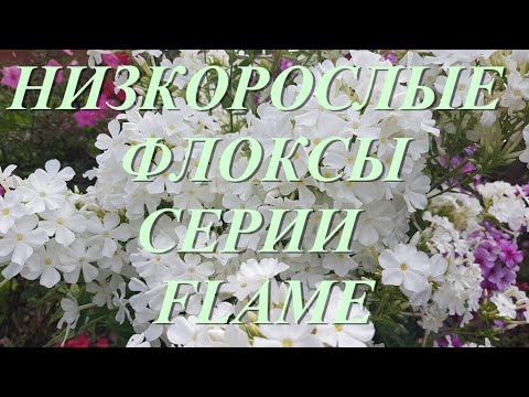Видео: Обзор низкорослых, бордюрных флоксов, серии Флейм (Flame)