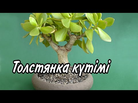 Видео: Ақша шақыратын гүл күтімі. Толстянка гүлінің күтімі. Гүлдер әлемі. Үй гүлдері күтімі.