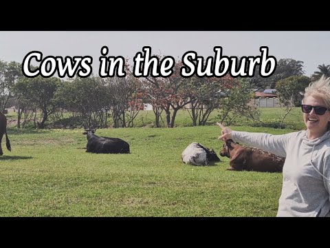 Видео: Небольшое стадо коров в южноафриканском пригороде. Обожаю их ☺️