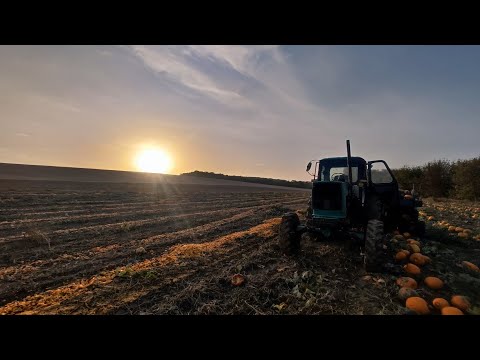 Видео: Як змолотити Гарбузи? Комбайн зламали а на Т40 здох ВОМ