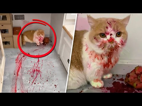Видео: 40 НЕВЕРОЯТНЫХ МОМЕНТОВ, СНЯТЫХ НА КАМЕРУ