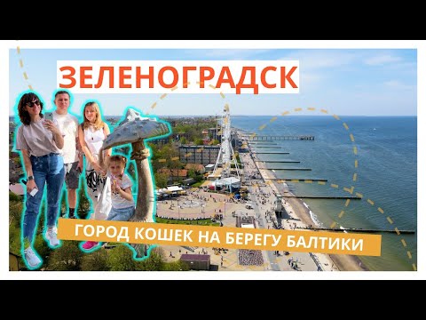 Видео: Зеленоградск - город кошек на берегу Балтийского моря 🐈 Куршская коса / Танцующий лес💚