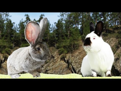 Видео: Почему я отказался от ризенов в пользу калифорнийских кроликов