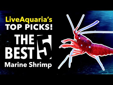 Видео: Пять самых популярных морских креветок по версии LiveAquaria!