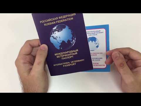 Видео: Как заполнить ветеринарный паспорт кошки собаки, образец заполнения