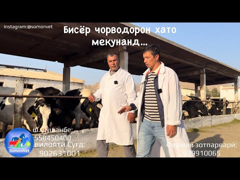 Видео: Фермаи шаҳри Исфара 🐄 | Чӣ гуна дуруст хӯрондани гов ва буқа | Премикс чист? | SomonVet