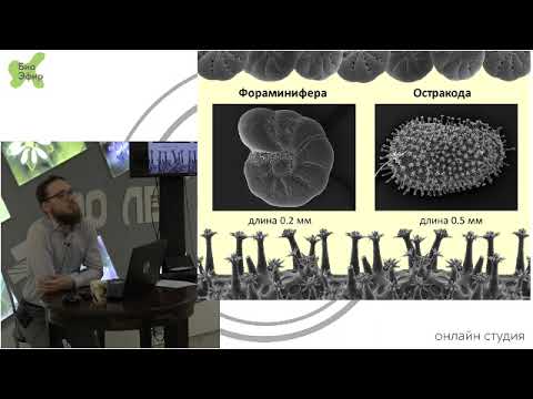 Видео: Лекция «КАЛЬЦИТОВЫЕ МИКРООРГАНИЗМЫ В ГЕОЛОГИЧЕСКОЙ ЛЕТОПИСИ»