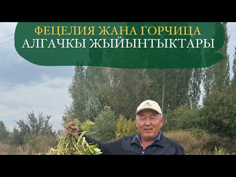 Видео: Фацелия жана Горчица алгачкы жыйынтыктары Алманбек мырза менен бирге! 🌾