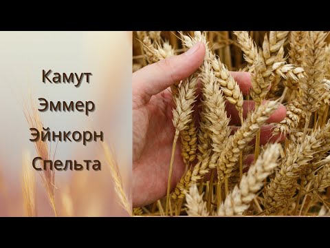 Видео: Хлеб из Камута, Эммера, Эйнкорна, Сепльты возврат к истокам! Эксперимент из 4 частей!
