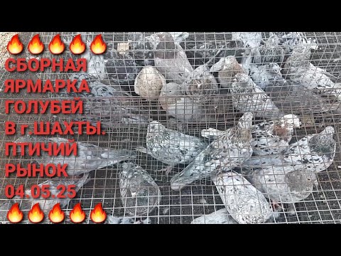 Видео: 🔥🔥🔥 Сборная ярмарка голубей в г.Шахты. Птичий рынок 04.05.25. Часть 2. Pigeons Fair. Bird Market.