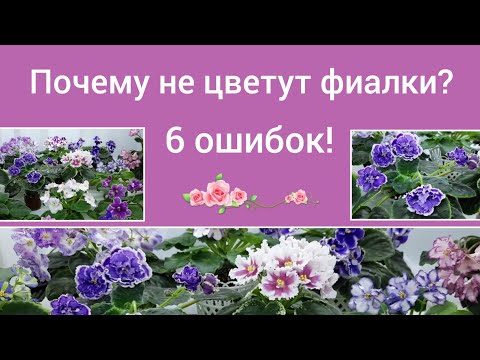 Видео: Шесть причин почему не цветут фиалки!