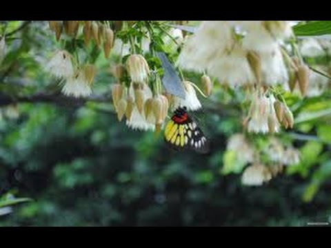 Видео: Хочи Мирзо-ам-060 Боби Намоз 2