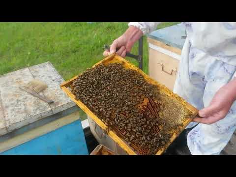 Видео: Наращиваю пчелу/ Качаю майский мед