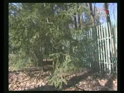 Видео: Ист. Хроники: 1958 - Пастернак и Стрельцов