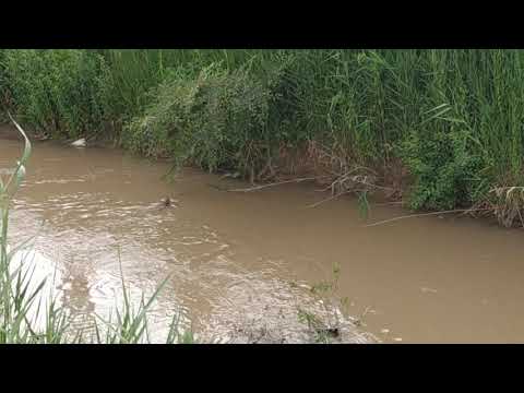 Видео: КАРАКАМЫШ - РЕКА НАШЕГО ДЕТСТВА. ЮНУСАБАД -9 КВ-Л. БЕТОНКА. МОСТ. БОМЖ, ЖИВУЩИЙ ПОД МОСТОМ.