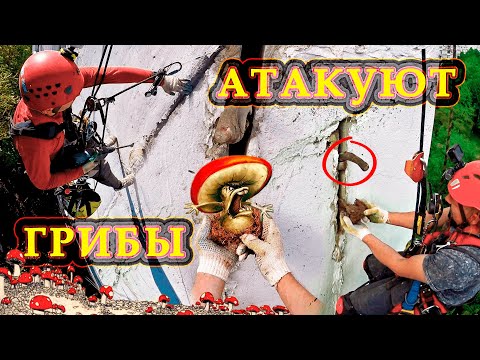 Видео: Грибок и плесень атакуют. Ремонт межпанельных швов.