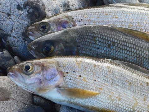 Видео: Наконец-то, ловля хариуса по открытой воде! Весенняя рыбалка 2019 на хариуса успешно открыта!