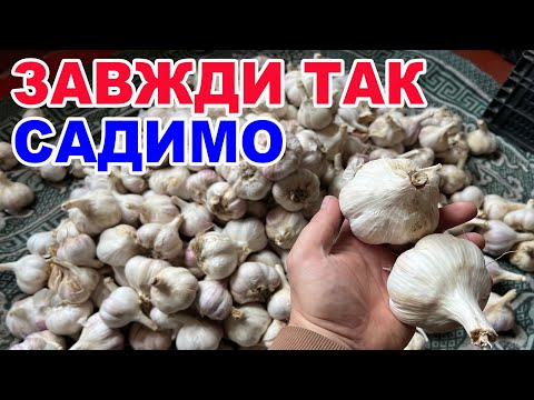 Видео: Обробка та посадка часнику для ВЕЛИКОГО урожаю