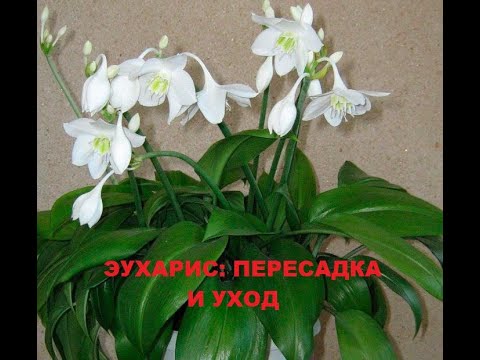 Видео: Эухарис или амазонская лилия