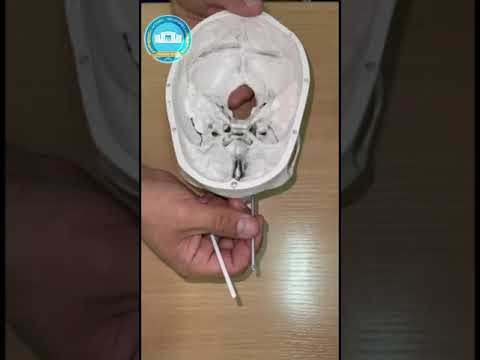 Видео: 📌 Бастың ішкі негізі. 🧠