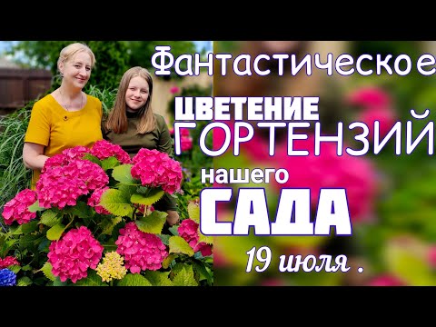 Видео: ЦВЕТЕНИЕ крупнолистной ГОРТЕНЗИИ. Обзор САДА 19 июля.