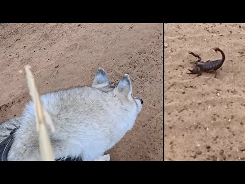 Видео: Волчонок Норд и очень опасный паукообразный