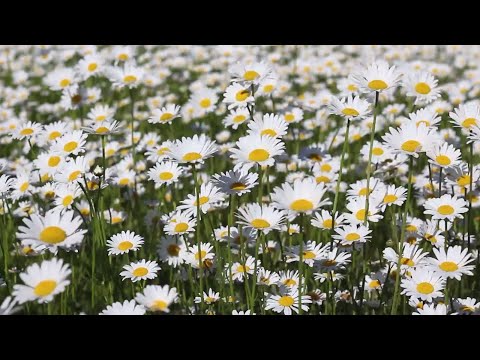 Видео: 🌸 Очень Красивые Цветы, Бабочки, Загадочный Лес с Пением Птиц. Расслабление и Покой, Красота Природы