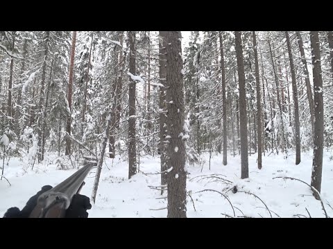 Видео: Охота на зайца с русско -пегой гончей.