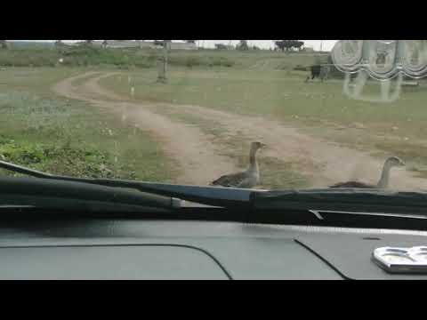 Видео: Лето 2020 ездили до бабушки в посёлок Орнек#поселокорнекказахстан#лето2020#степиказахстана#