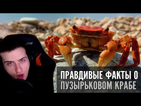 Видео: Hellyeahplay смотрит: Правдивые факты о пузырьковом крабе (Озвучка Rumble)