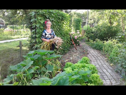 Видео: Чеснок урожай,уплотненные посадки.Маленький огород.