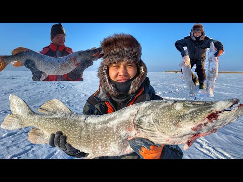 Видео: Самые большие Щуки в мире! Щука не Лезет в лунку! Якутия в Казахстане! Трофейный день Щуки!