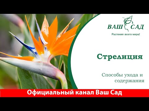 Видео: Стрелиция. Красивейший цветок в вашем доме. Ваш сад