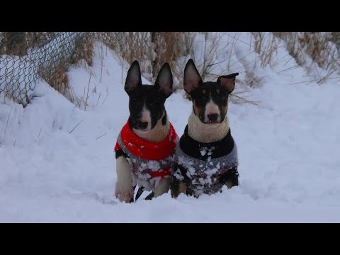 Видео: Бультер'єр шикарні клубні цуценята 2,5 місяці @Milkywaybt