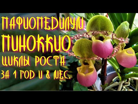 Видео: ПАФИОПЕДИЛУМ ПИНОККИО! PAPHIOPEDILUM PINOCCHIO! ВСЕ ЭТАПЫ РАЗВИТИЯ от НОВОГО РОСТА до ЦВЕТЕНИЯ!