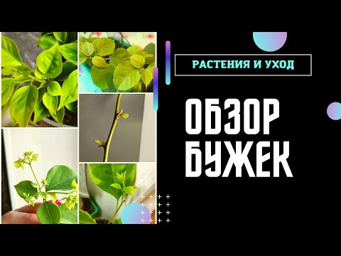 Видео: БУГЕНВИЛЛИЯ домашняя Обзор подростков и взрослых растений перед зимой #бугенвиллия