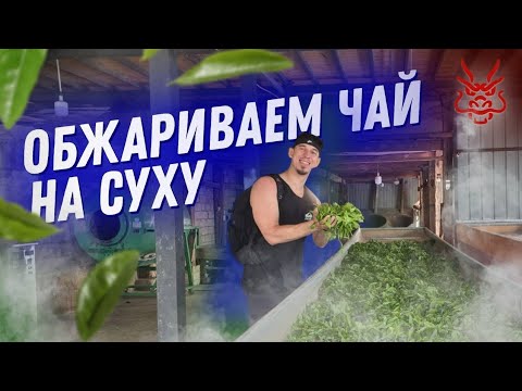 Видео: Как делают Шэн Пуэр, вся правда от мастера из Юньнани